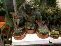 CACTUS M8